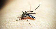 दिल्ली-एनसीआर में डेंगू का कहर, 43% परिवार हुए शिकार