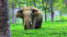 असम में हाथी के गले में डाला गया 'रेडियो कॉलर', होगा इतना बड़ा फायदा