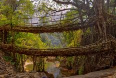 180 साल से भी ज्यादा पुराना है भारत का अनोखा ब्रिज, पेड़ की जड़ों से बना है पुल



