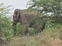 बुंदेलखंड क्षेत्र के खूंखार डकैत ददुआ का पालतू हाथी अब सरकार के लिए करेगा ऐसा बड़ा काम