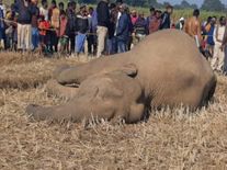 भोजन की तलाश में रेल की पटरी पार करते 2 हाथियों को राजधानी एक्सप्रेस ने कुचला