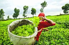 असम के चिट्रोनोला चाय बागान के श्रमिकों ने की तालाबंदी की घोषणा 