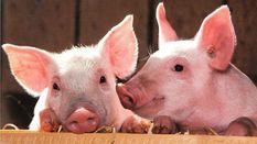 मिजोरम सरकार ने सुअर मांस के आयात से हटाया प्रतिबंध 