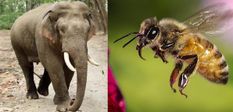 हाथियों को भगाएगी मधुमक्खियों की सेना, इंसानों की रक्षा के लिए असम सरकार का बड़ा कदम



