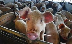 इस राज्य में सूअरों पर कहर बनकर टूटा स्वाइन फीवर, अबतक मरे 29 हजार

