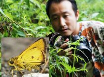 फोटोग्राफर ने कर दिया कमाल, सिक्किम में फोटो लेने के दौरान ढूंढ निकाली चॉकलेटी तितली!



