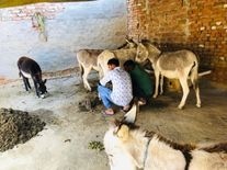 10000 रुपये लीटर बिक रहा गधी का दूध, इम्युनिटी को लेकर हो रहा इतना बड़ा दावा