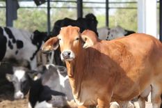 गायों की रक्षा को लेकर और सख्त हुई भाजपा सरकार, अब जब्त होगी तस्करों की संपत्ति