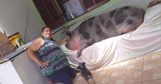 सूअर के प्यार में दीवानी हुई महिला, बनाया बेडरूम और 3 साल से खिला-खिलाकर किया 250 किलो वजन