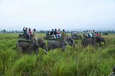 काजीरंगा राष्ट्रीय उद्यान ने उच्चतम पर्यटक फुटफॉल किया रिकॉर्ड 