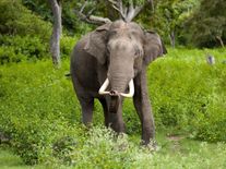 हजारीबाग में हाथियों ने मचाया तांडव, एक की परिवार के 3 लोगों को दी ऐसी दर्दनाक मौत