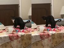 बिल्ली ने बच्चे को दी शानदार मसाज, वीडियो देख रह जाएंगे दंग