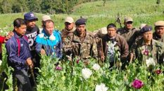 मणिपुर में नशा पर एक्शन, पुलिस ने 8 एकड़ में अफीम की फसल की तबाह



