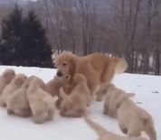 मां के साथ कुत्ते के बच्चे की बर्फ में मस्ती, देखिए शानदार वीडियो 




