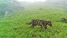 पूर्वोत्तर राज्य नागालैंड में दिखा 'मायावी' तेंदुआ, जानिए कितना खतरनाक है ये