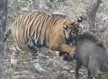 बाघिन ने जंगली सूअर को जकड़ा, ये वीडियो देख जान जाएंगे कौन है ज्यादा पावरफुल