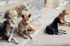 मंदिर में चोरी करने से पहले बदमाशों ने 7 कुत्तों को ज़हर देकर मार डाला, दानपेटी तोड़ किए 15 हजार रुपए पार

