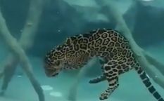 पानी में घुसकर जेगुआर अपने शिकार का दबोचा, वीडियो ने सोशल मीडिया पर मचाया कहर


