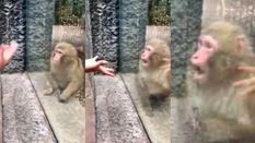 चिड़ियाघर में पर्यटक ने बंदर को दिखाया जादू, फिर जो हुआ, उसके लिए आपको देखना होगा ये वीडियो