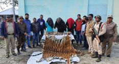 अरूणाचल-असम सीमा पर रॉयल बंगाल टाइगर के अंगों के साथ तीन गिरफ्तार 