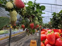 CM Biplab Deb के कार्यकाल में स्ट्राबेरी की खेती में हो रही तेजी से वृद्धि, किसान हो रहे मालामाल
