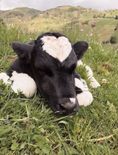 फेसबुक पर गाय खरीद रहा था किसान, ऐसा चूना लगा कि जानकर रह जाएंगे हैरान