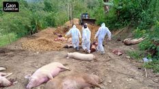 पिछले साल अफ्रीकन स्वाइन फीवर से 33,417 सूअरों की मौत, राज्य को 60.82 करोड़ का नुकसान 