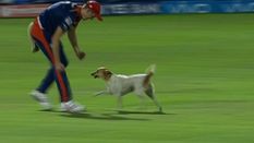 अब क्रिकेट मैच के दौरान मैदान में कुत्ता घुसा तो अंपायर करेंगे अनोखा काम, जानिए क्या