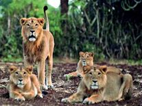 पीएम मोदी के गुजरात में शेरों का हो गया सबसे बुरा हाल, इस रिपोर्ट से उड़ेंगे सरकार के होश