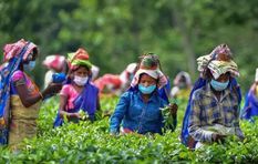 चाय बागान श्रमिकों के दैनिक वेतन में वृद्धि की घोषणा, अप्रैल 2022 से लागू होगा