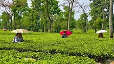 असम सरकार का बड़ा फैसला, चाय बागान के बच्चों की बदल जाएगी किस्मत, जानिए कैसे
