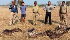 असम के कामरूप जिले में गुवाहाटी के पास लगभग 100 गिद्ध मृत पाए गए, पोस्टमार्टम रिपोर्ट का इंतजार