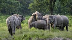 हाथी को मारने के लिए अरुणाचल प्रदेश से शूटर बुलाता था तस्कर, इस तरह हुआ बड़े रैकेट का खुलासा