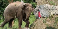 40 वर्षीय व्यक्ति को हाथी ने कुचलकर मार डाला, मृतक व्यक्ति की पहचान हुई 