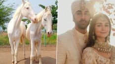 बॉलीवुड की स्टार जोड़ी रणबीर कपूर-आलिया को शादी में मिले दो घोड़े, जानिए किसने दिया ये अनोखा गिफ्ट