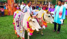 गायों की अनोखी प्रतियोगिता, गोरु बिहू पर गाय फैशन शो में रैंप वॉक करती हैं गायें