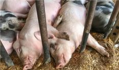 मिजोरम में फैला अफ्रीकन स्वाइन बुखार, अब तक 770 सुअरों की मौत