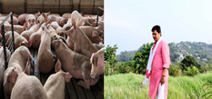 त्रिपुरा में अफ्रीकन स्वाइन फीवर का कहर, जारी हुआ सूअरों को मारने का आदेश
