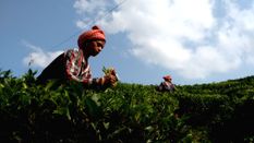 पूर्वोत्तर परिषद ने त्रिपुरा चाय बागान के आधुनिकीकरण के लिए 2.03 करोड़ रुपये मंजूर किए

