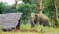 जंगली हाथियों ने जमकर मचाया तांडव, एक व्यक्ति की मौत, कई घरों को किया ध्वस्त



