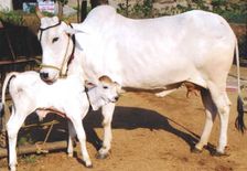 DM की गाय के लिए 7 डॉक्टरों की ड्यूटी लगाने वाले मुख्य पशु चिकित्सा अधिकारी निलंबित