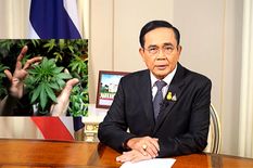 थाईलैंड सरकार जनता को देगी भांग का पौधा लगाने की इजाजत, इन देशों में है पौधा लगाने का कानून  