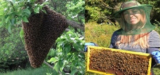 सबसे अनोखा है नागालैंड, मिली डंकरहित मधुमक्खियों की 6 प्रजातियां