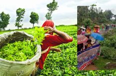 अंग्रेजों के हाथों चाय श्रमिकों की शहादत के 101वें वर्ष का त्रिपुरा में मनाया जश्न 