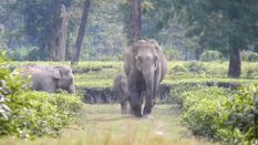 असम के गोलपारा जिले में जंगली हाथियों के झुंड का हमला, एक ही परिवार के तीन लोगों की मौत