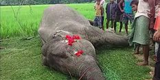 गुवाहाटी-मरियानी एक्सप्रेस की चपेट में आने से हाथी की ददर्नाक मौत

