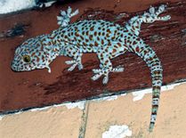 Tokay Gecko छिपकली बरामद, लखीमपुर में एक पकड़ा गया