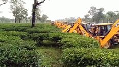 RTI में असम सरकार के झूठ का पर्दाफाश, हवाई अड्डा निर्माण का प्रस्ताव मिले बगैर ही उखाड़ दिए तीस लाख चाय के पौधे 