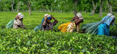 इस राज्य ने बनाया नया लक्ष्य, ब्रिटिश युग के चाय उद्योग को किया जाएगा पुनर्जीवित

