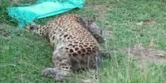 काजीरंगा में तेज रफ्तार वाहनों की चपेट में आकर तेंदुए समेत तीन हिरणों की मौत